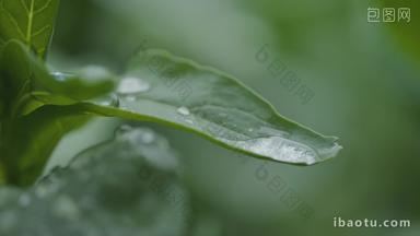 雨水滴落在植物上实拍
